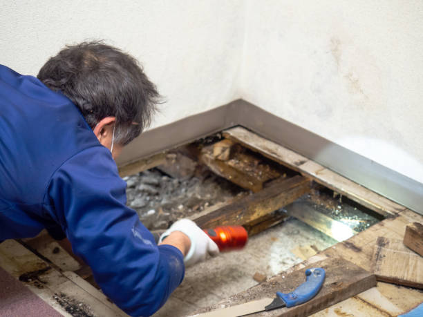 Best Mold Remediation  in Wellsville, UT