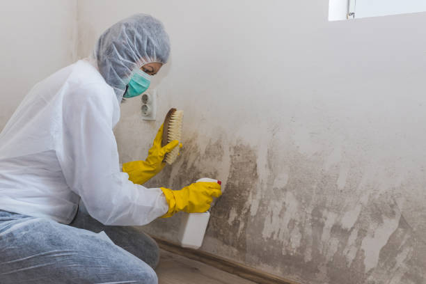 Trusted Wellsville, UT Mold Removal Experts