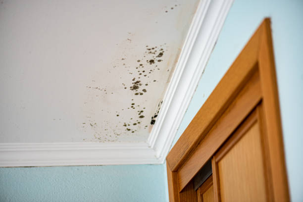 Best Mold Testing  in Wellsville, UT