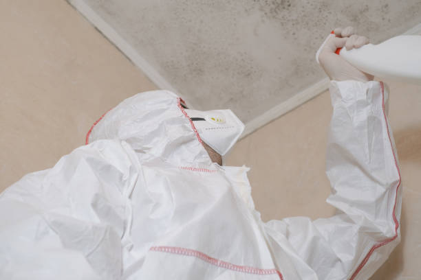 Best Local Mold Removal Service  in Wellsville, UT