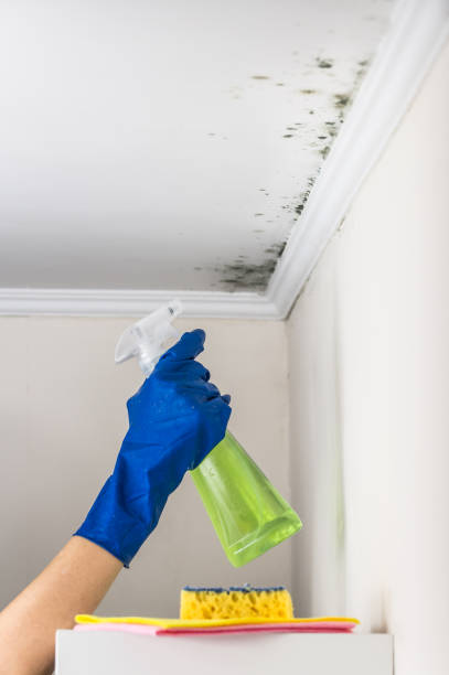 Best Black Mold Removal  in Wellsville, UT