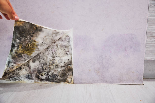 Best Same-Day Mold Removal  in Wellsville, UT